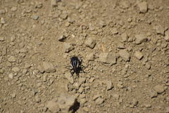 Sphenophorus aequalis