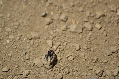 Sphenophorus aequalis