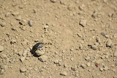 Sphenophorus aequalis
