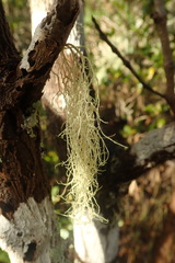 Ramalina pacifica