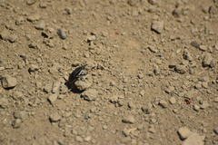 Sphenophorus aequalis