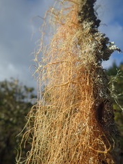 Usnea nidifica