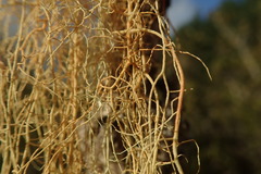 Usnea nidifica