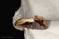 Odontodes aleuca