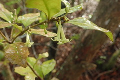 Alseuosmia banksii banksii