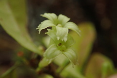 Alseuosmia banksii banksii