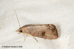 Hypocala deflorata