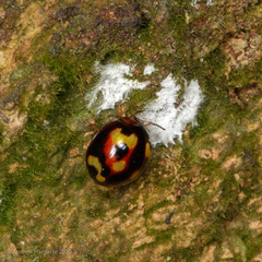 Derispia maculipennis