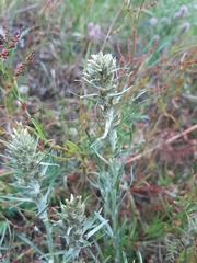 Omalotheca sylvatica