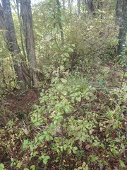 Alseuosmia banksii banksii