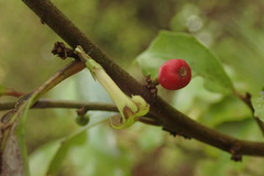 Alseuosmia banksii banksii