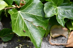 Horvathiolus superbus