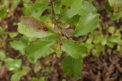 Alseuosmia banksii banksii