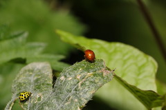 Sphaeroderma testaceum