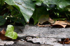 Horvathiolus superbus