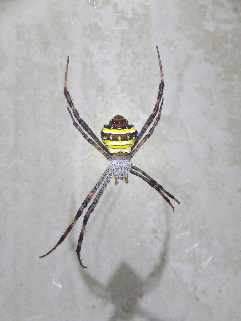 Argiope aetheroides