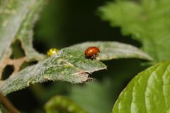 Sphaeroderma testaceum