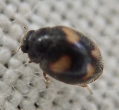 Nephus quadrimaculatus