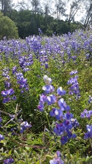 Lupinus microcarpus