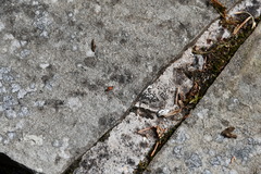 Horvathiolus superbus