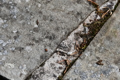 Horvathiolus superbus