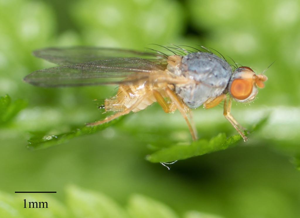 Palloptera claripennis