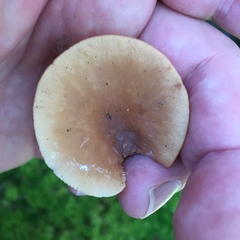Lactarius tabidus