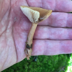 Lactarius tabidus