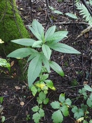Jacobaea cannabifolia