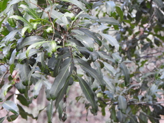 Cupaniopsis parvifolia