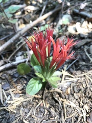 Monardella macrantha hallii