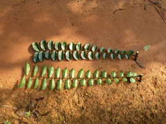 Zanthoxylum psammophilum