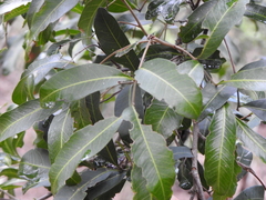 Cupaniopsis parvifolia