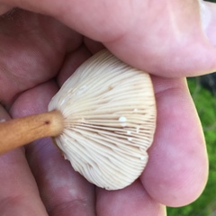 Lactarius tabidus