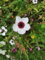 Linum grandiflorum