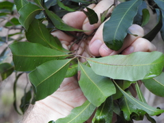 Cupaniopsis parvifolia