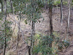 Cupaniopsis parvifolia