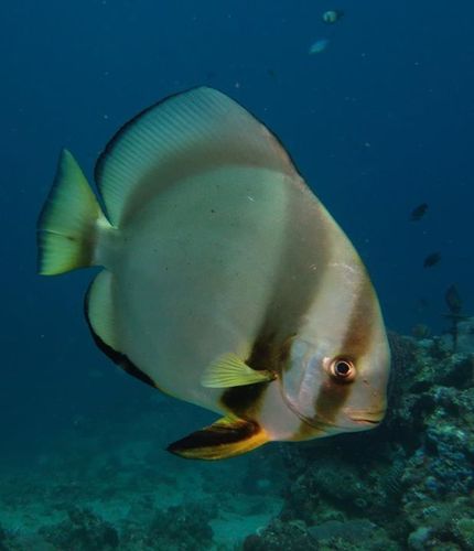 Orbicular Batfish