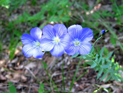 Linum nervosum