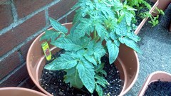 Solanum lycopersicum