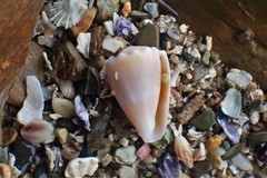 Conus miliaris