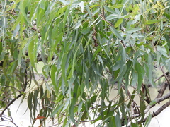Eucalyptus siderophloia