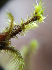 Breutelia pendula