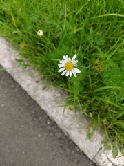 Tripleurospermum inodorum