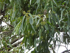 Eucalyptus siderophloia