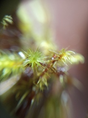 Breutelia pendula
