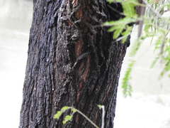 Eucalyptus siderophloia