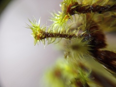 Breutelia pendula