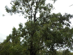 Eucalyptus siderophloia