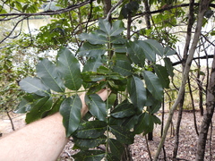 Flindersia australis